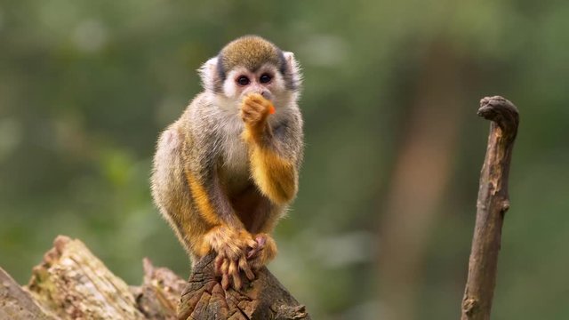 Common squirrel monkey (Saimiri sciureus)