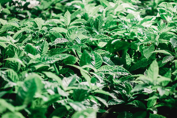 Tropical green leaves, bright green filter effect. For background.