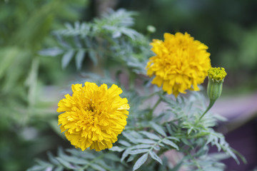 Marigold flowers on the background blurred.