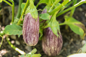 violette Melanzani - Nahaufnahme Aubergine © alho007