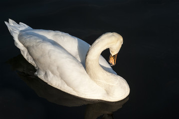 Weisser Schwan im Wasser vor dunklem Hintergrund in der Abendsonne, White swan in the water against...