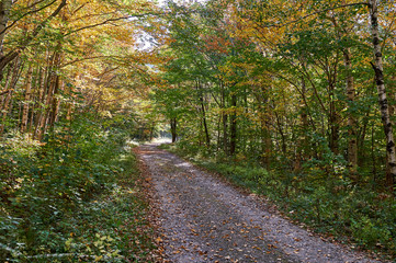 Dirt road in forest in autumn 