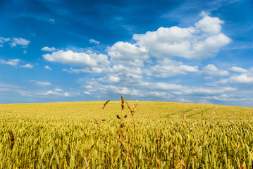 Weizenfeld mit blauem Himmel und weißen Wolken im Vordergrund mittig einige große Halme,Wheat...