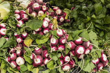 freshly radish on the counter