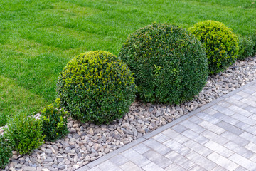 round bushes in landscape design