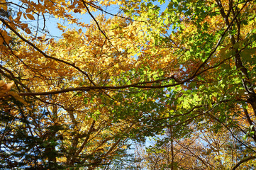 Colorful autumn leaves against blue sky