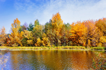 autumn forest on the lake
