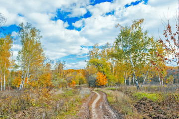 Fototapeta premium road in a autumn forest