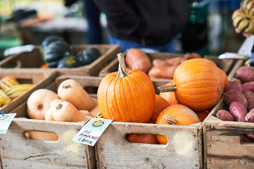 Pumpkins in box farmer's market in Vermont