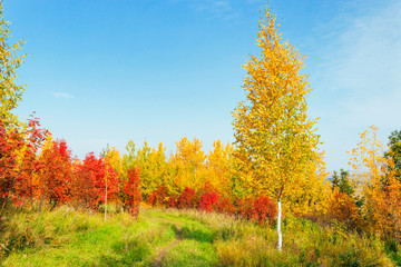 Fototapeta premium road in a autumn forest