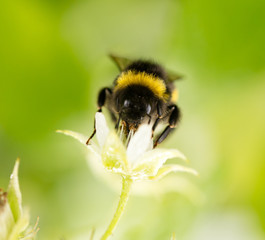 a bee on a flower in raspberries