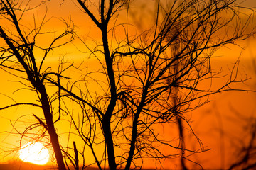 Silhouette of tree branches at the golden sunset