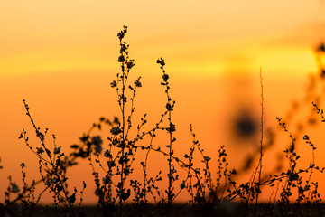 Fototapeta premium Silhouette of grass on a golden sunset
