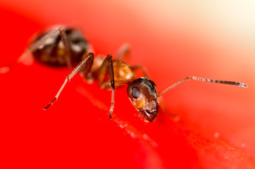 An ant on a red watermelon