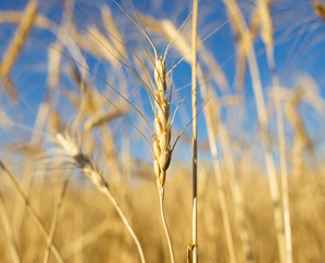 Yellow ears of wheat against the blue sky