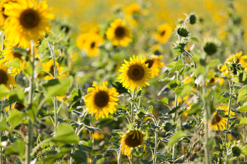 Fototapeta premium Sunflower flowers grow on nature