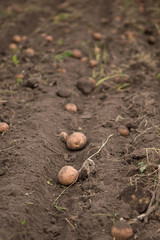 Agricultural field on which potatoes are harvesting.