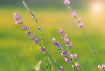 Violet lavender flowers