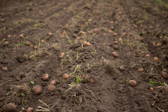 Agricultural field on which potatoes are harvesting.