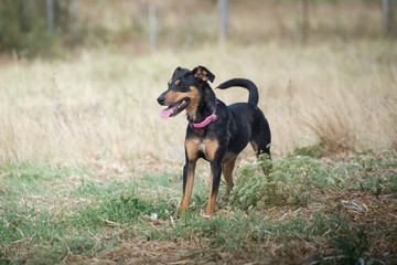 Cute stray dogs