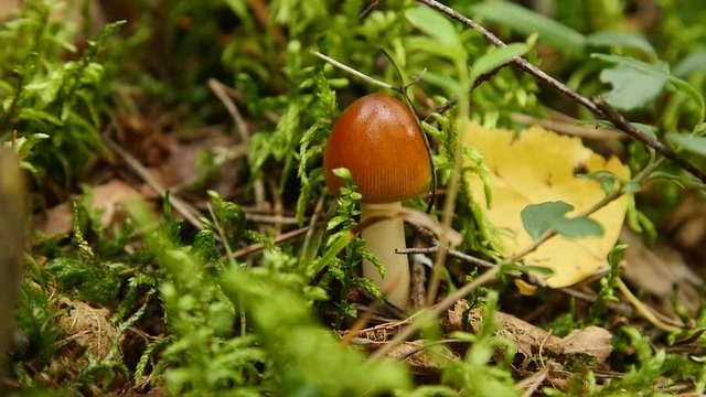 mushroom in autumn forest among moss and trees , close up