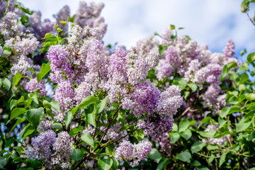 Inflorescence of pink lilac against the blue sky 