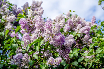 Obraz premium Inflorescence of pink lilac against the blue sky 