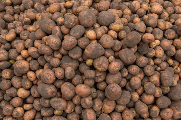 Textures plenty of fresh potatoes with soil on shell harvested from the field