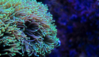 Torch lps coral in reef aquarium tank