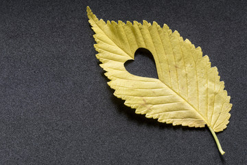 yellow elm leaf with cut heart on grey background