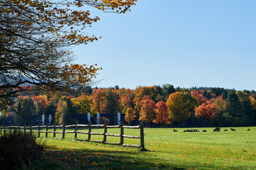 foliage colorful cows on a field autumn landscape Vermont