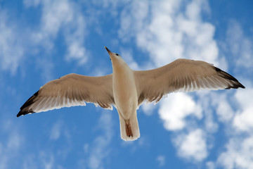 The gull in blue sky