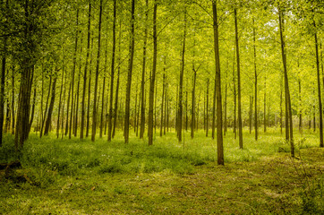 Obraz premium young forest 