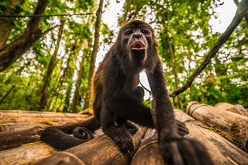 Brüllaffe in Costa Rica