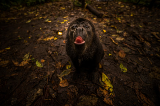 Br&uuml;llaffe streck seine Zunge raus