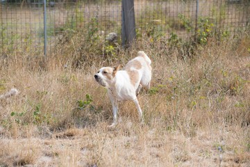 Fototapeta premium Cute stray dogs