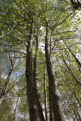 Forest in spring in Pyrenees, France