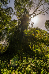 Fototapeta premium Sonne im Regenwald Costa Rica