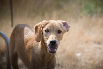 Cute stray dogs