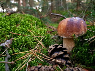 Detail shot of beautiful edible boletus edulis mushroom