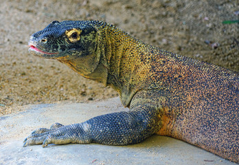A Komodo Dragon lizard