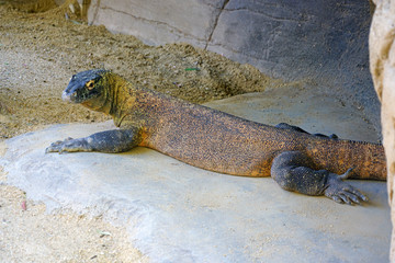 A Komodo Dragon lizard