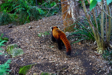 A Red Panda (Ailurus fulgens)