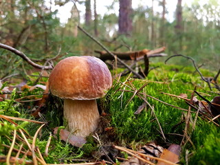 Detail shot of beautiful edible boletus edulis mushroom