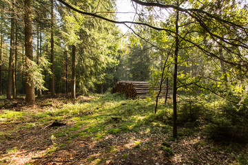 Fototapeta premium Holzstapel im Herbstwald