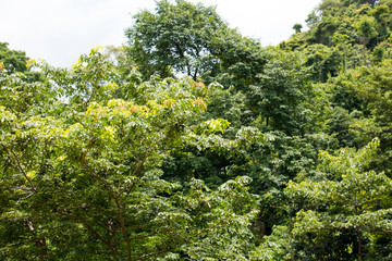 green leaf of treetop and branch