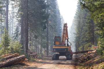 logging in the woods