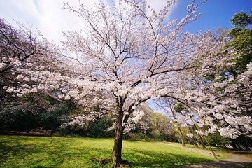 Obraz premium 満開の桜