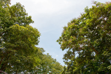 green leaf of treetop with sunlight