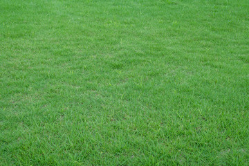 Summer afternoon lawn